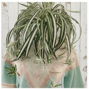 🛍️BUNDLE ONLY ITEM🛍️ Faux Spider Plant